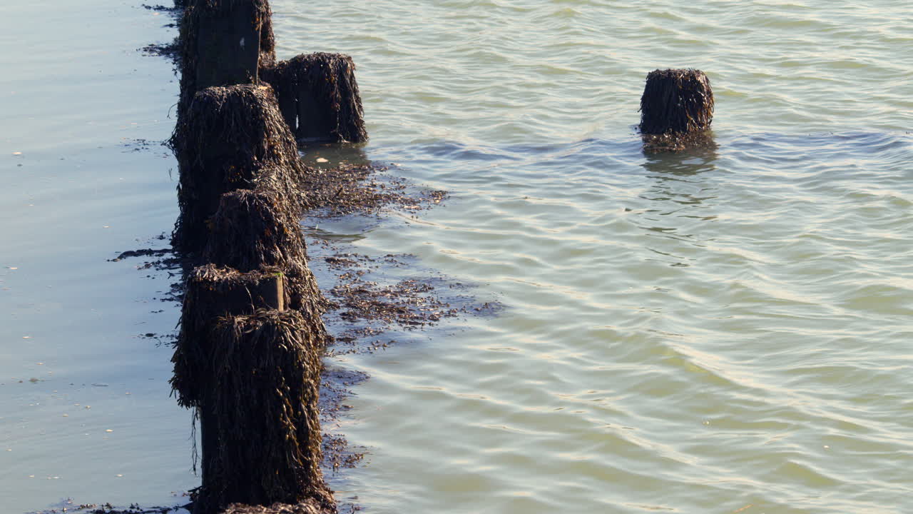 mid shot of seaweed covered sea defences at Brightlingsea
