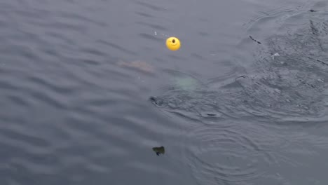 fishing reel with bobber catching fish by the lake