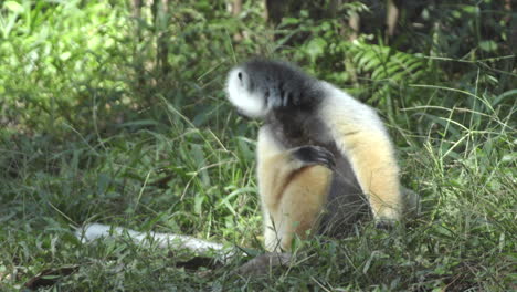 Diademe-sifaka-on-ground-in-green-grass,-bamboo-lemur-approaches-and-is-chased-away-by-the-sifaka