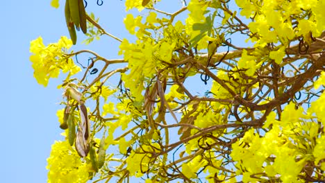 Beautiful-Scenery-Of-A-Bird-in-Kibrahacha-Tree-Of-Curacao-With-Clear-Blue-Sky-Above---Close-Up-Shot