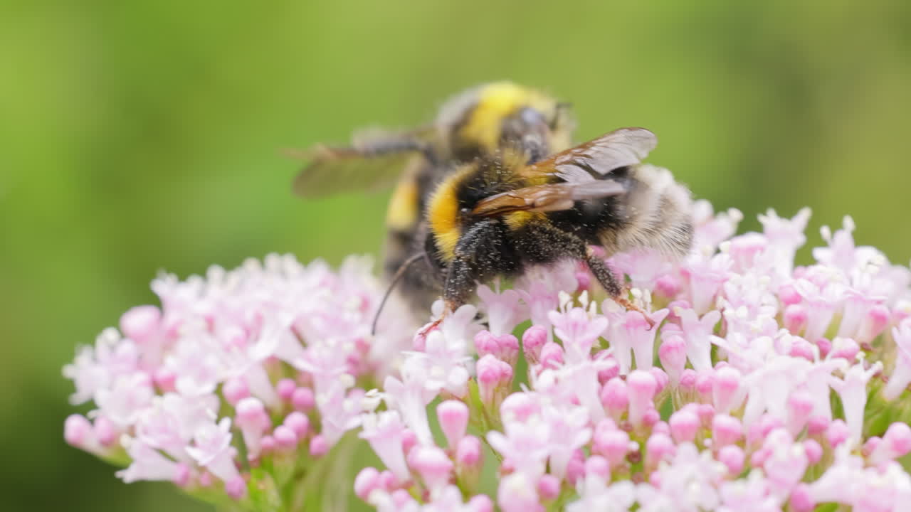 Bumblebees on Pink Flowers