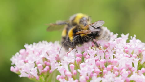 bumblebees on pink flowers