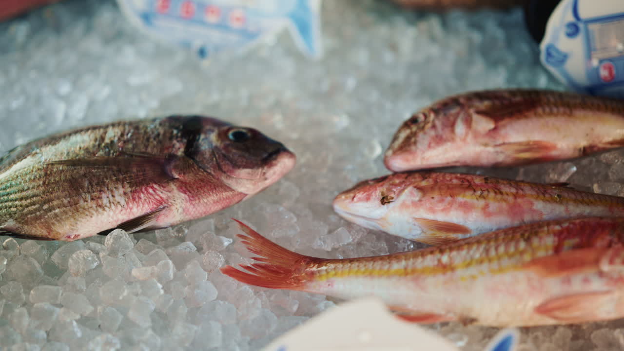 Different fish species laid on crushed ice, with price tags partially visible