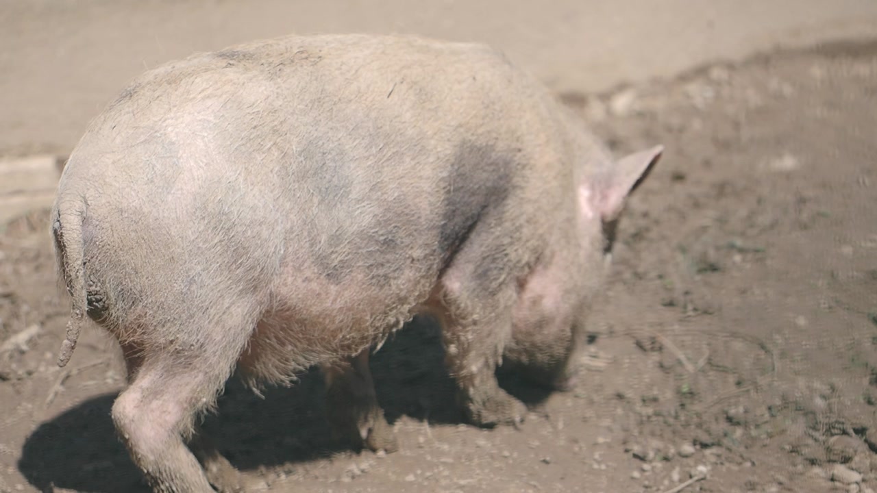 Close-up of a Pig Foraging in the Muddy Ground