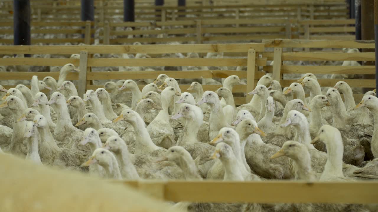 cultivo de patos en granjas avícolas para la venta