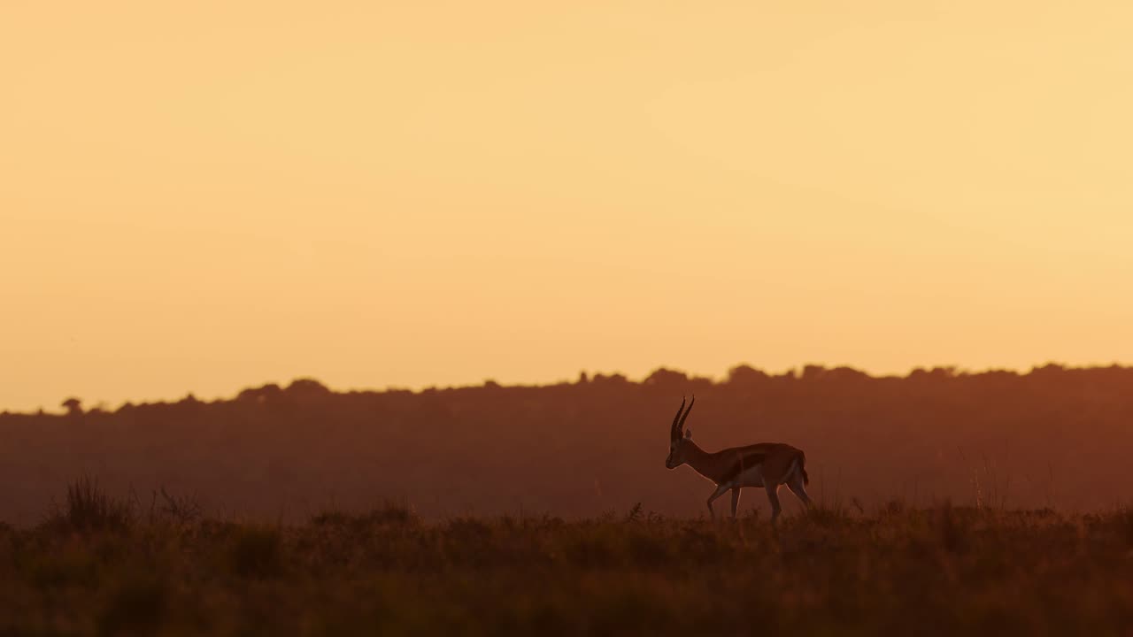 gazela caminando a través del horizonte en una hermosa puesta de sol, aislada y solitaria áfrica animales de safari en masai mara vida silvestre africana en la reserva nacional de masai mara