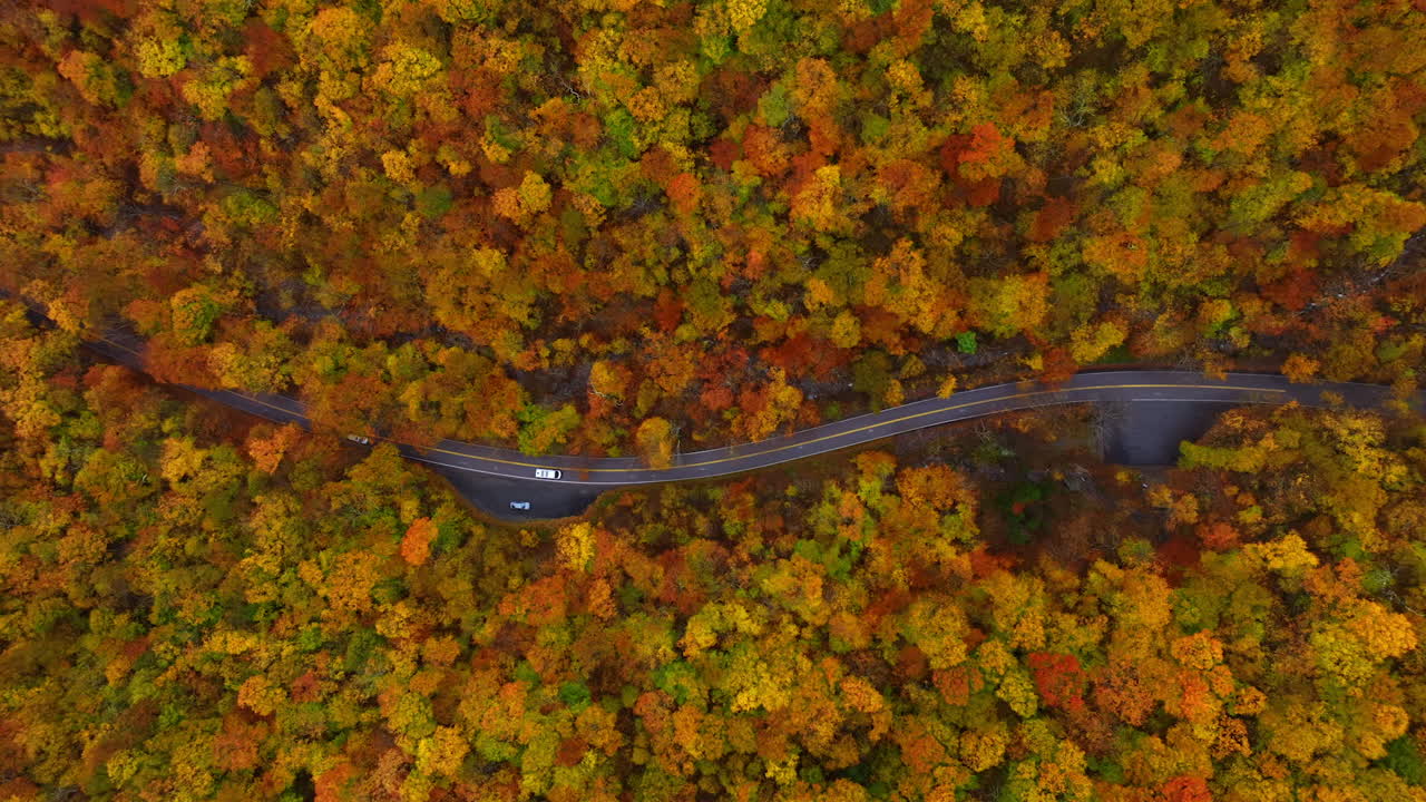 Two cars ride by the highway in the thick colorful wood. Aerial perspective on the autumn forest.