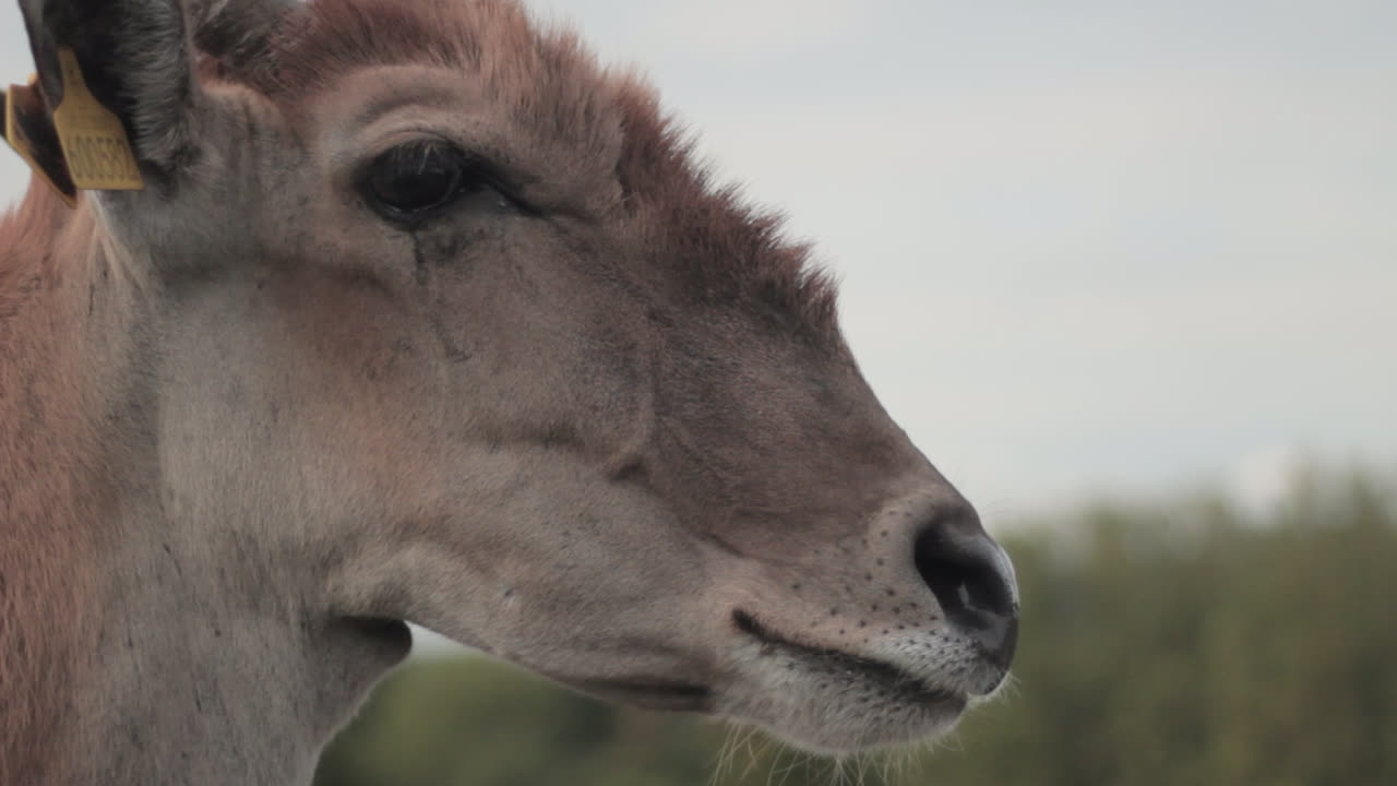 foto de la cara de un eland común en el parque safari de west midlands, inglaterra, con una pequeña etiqueta con un número adherida a la oreja