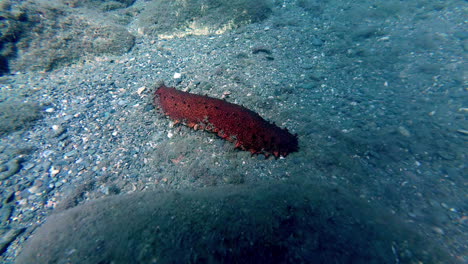 Primer-Plano-De-Un-Hilandero-De-Algodón-O-De-Un-Pepino-De-Mar-Tubular-Descansando-En-El-Fondo-Del-Mar