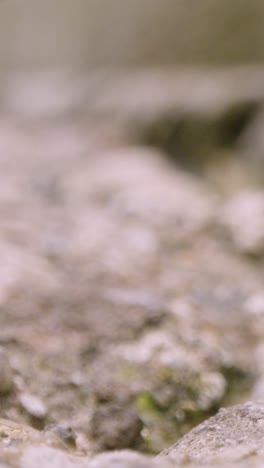 Vertical-Video-Close-Up-Of-Woodlouse-Crawling-Over-Ground