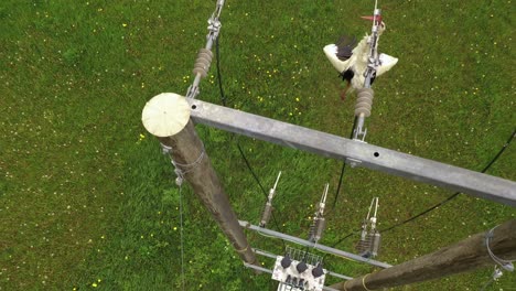 dead stork stuck in electrical wires near pole