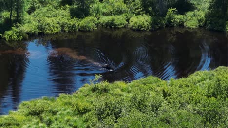 la vaca alce cruza al otro lado de la orilla del río