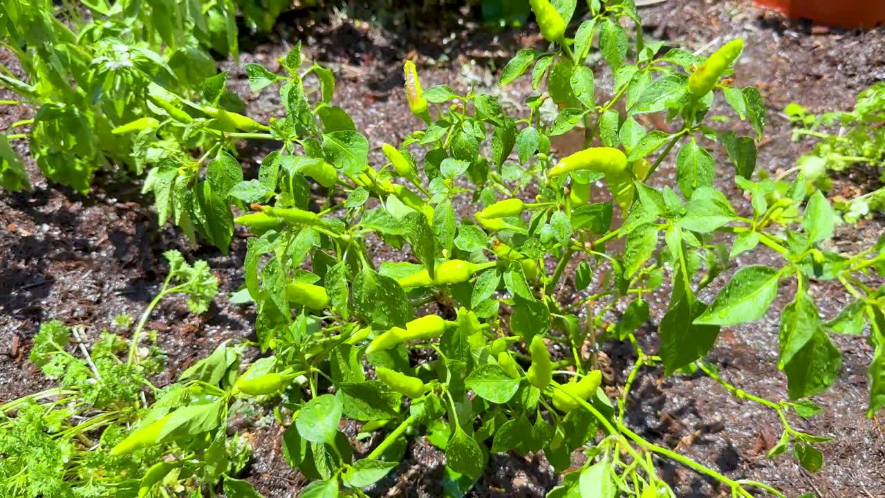 빛 이 있는 정원 환경 에서 번성 하는 칠리 식물