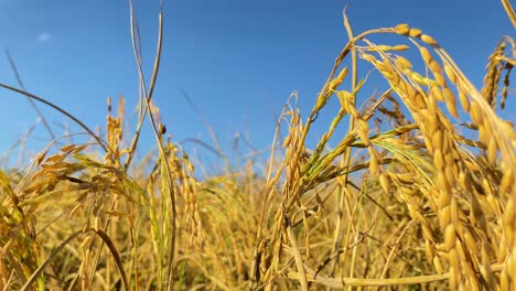 growing mature rice plants on sunny hot day, close up view