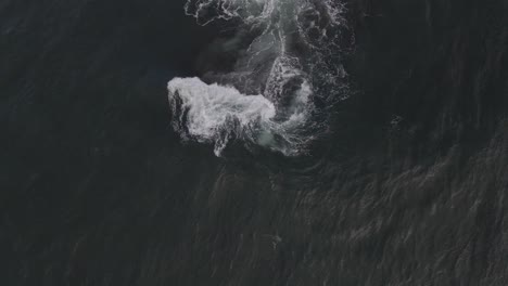 top-down shot of breaking wave on a bombora - gordon's bay bommie rock - sydney, nsw, australia - aerial