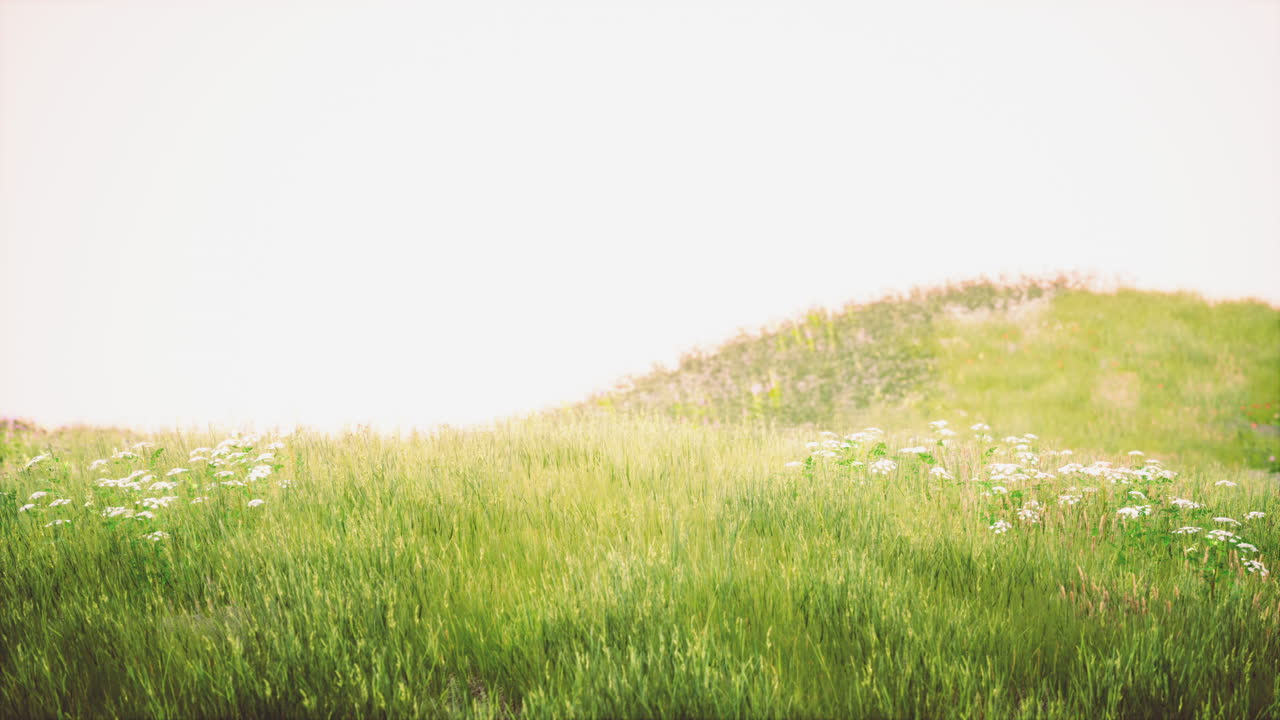 campo verde fresco y cielo azul en primavera