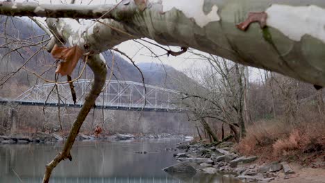 4K-Dolly-of-Tree-with-river-and-Bridge