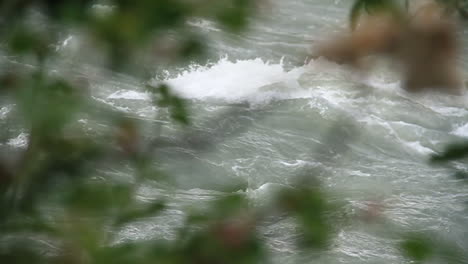 White-Rapids-Rush-Past-Green-Branches