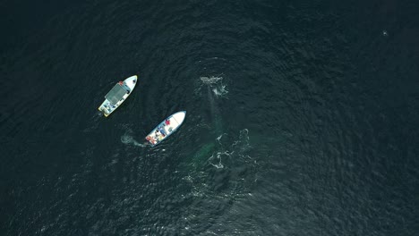 Grey-whales-next-to-whale-watching-boats-in-Magdalena-Bay,-San-Carlos