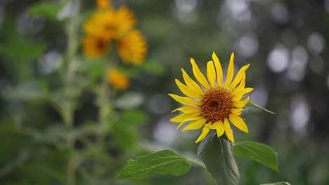 Girasol-Se-Balancea-En-El-Viento