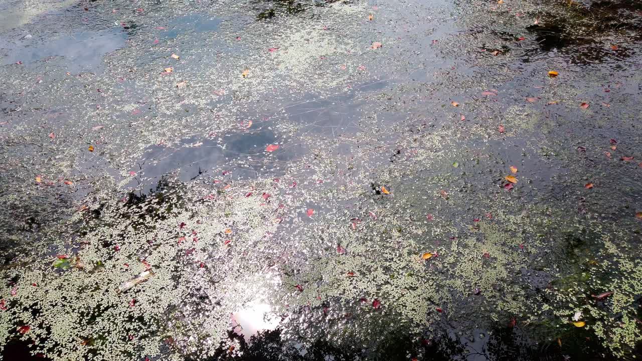 Still shot of lake surface partially covered with green algae and leaves in Chapultepec Park. Trees reflected in water during bright midday.