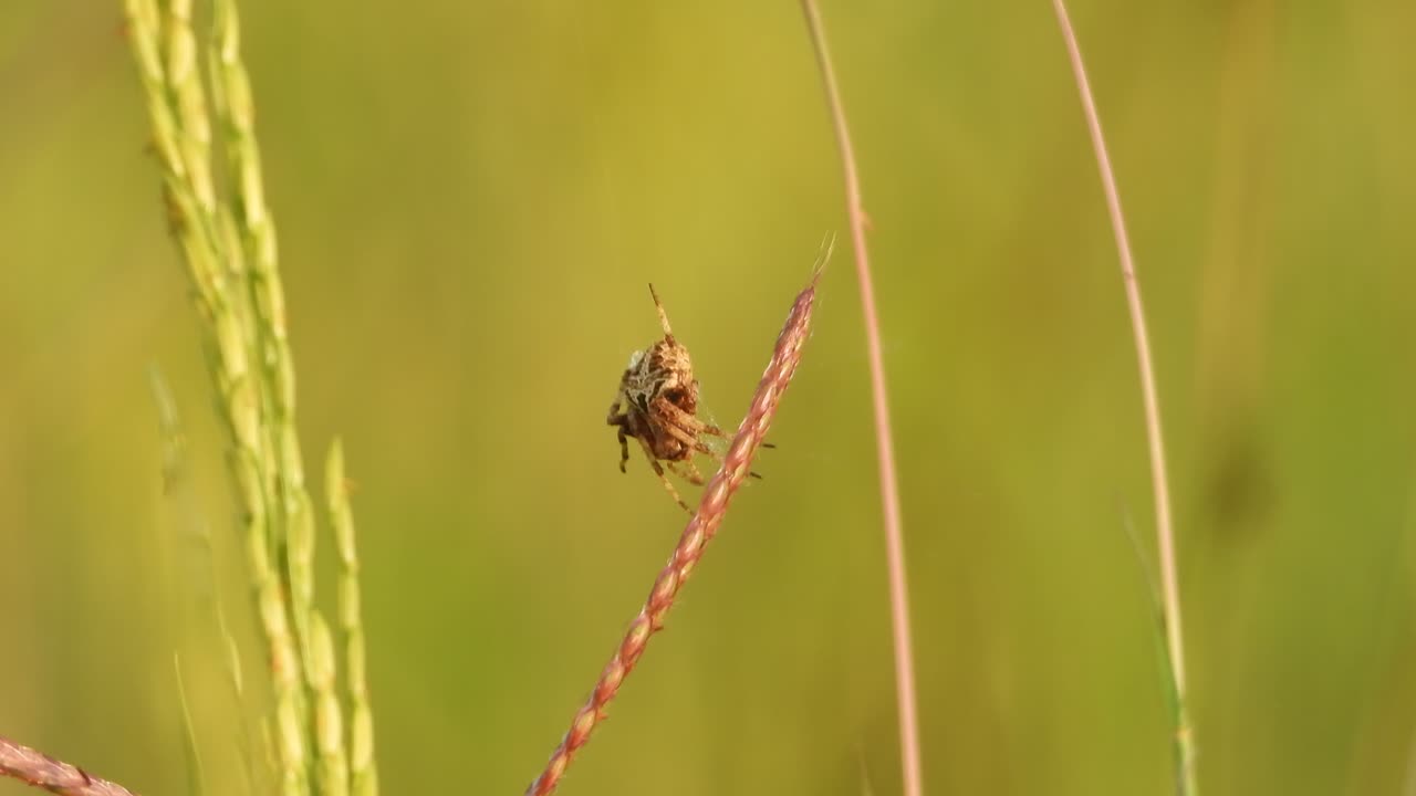 Ragno nell'erba di riso - che tesse la tela