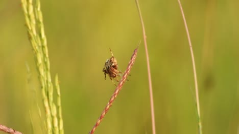 araña en la hierba de arroz - haciendo una red