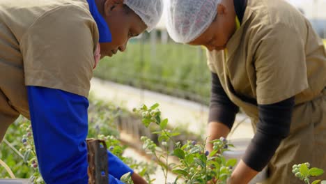 trabajadores recogiendo arándanos en la granja de arándanos 4k