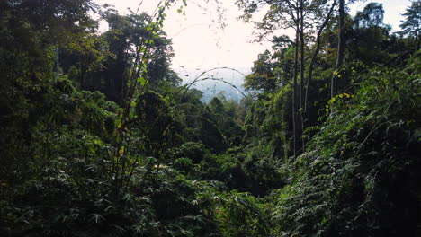 Lush-magical-jungle-forest-with-green-foliage,-ascend-view