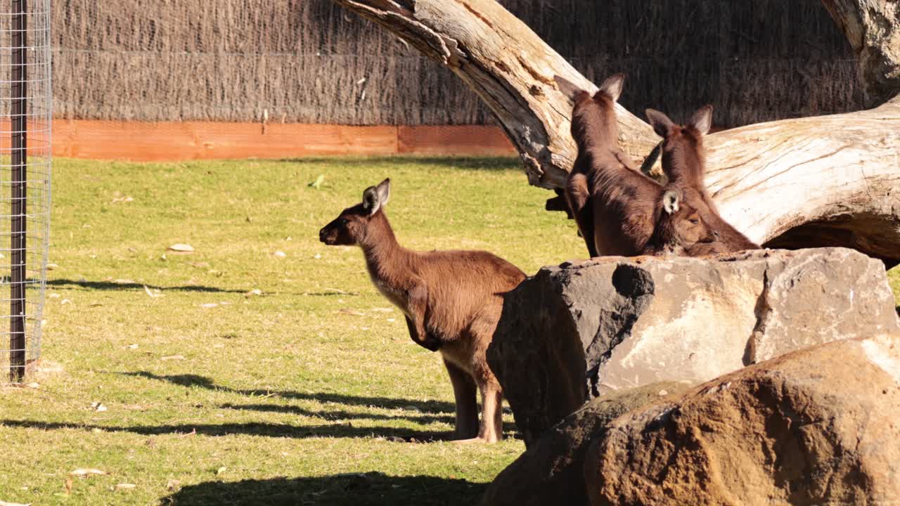 Two kangaroos interacting near rocks and logs