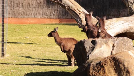 two kangaroos interacting near rocks and logs