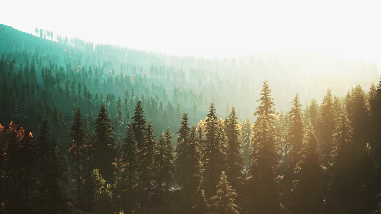 sunlight in spruce forest in the fog on the background of mountains at sunset