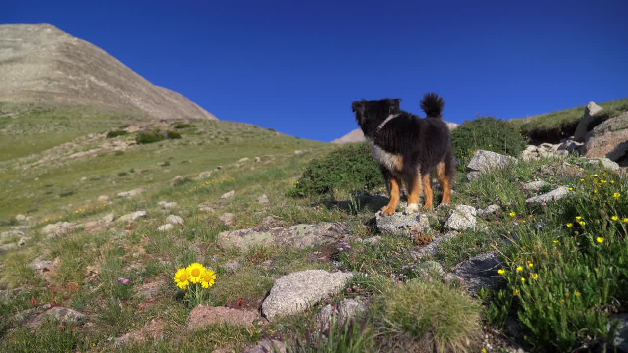 Mountain dog mini Australian Shepard standing on Rocky Mountain Mt Mount Princeton peak Colorado yellow wildflower blue sky morning Sawatch Range summer spring trail Mt Elbert Pikes Peak