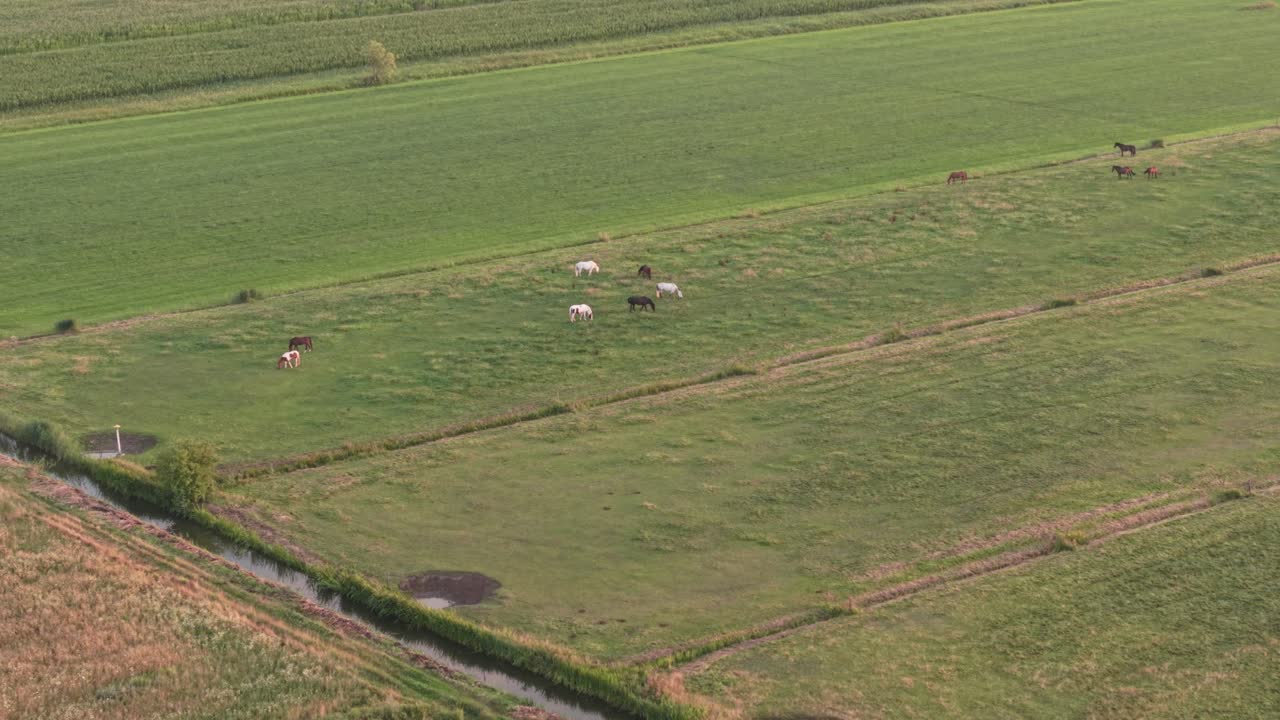 Aerial view of horses grazing on green pasture farmland in summer countryside landscape