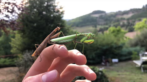 dos mantis religiosas europeas descansan en la mano de un explorador, campo italiano, bosque y campos