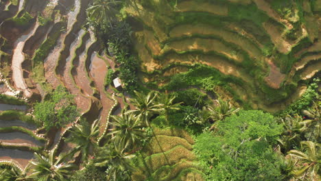 Drone-overhead-shot-of-paddy-fields-in-Asia