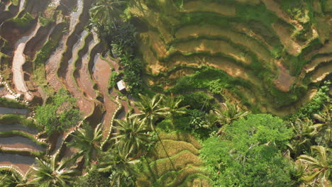 drone overhead shot of paddy fields in asia