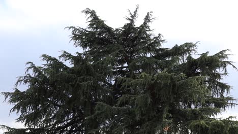 firs in the cold winter wind