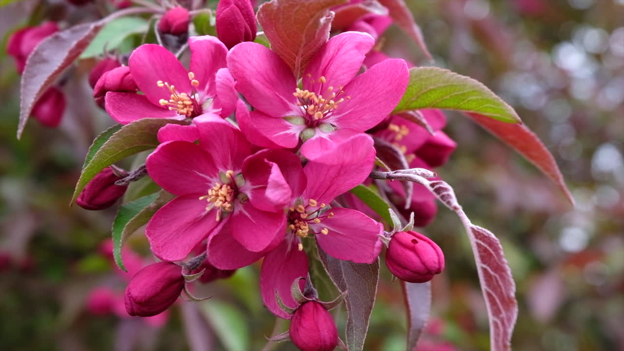 Close up of a tree branch with pink flowers in full bloom in the park