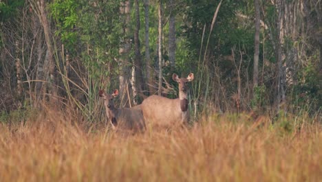 staring straight towards the camera almost not moving as they look around for predator, one on the left move its mouth and head, sambar deer, rusa unicolor, phu khiao wildlife sanctuary, thailand