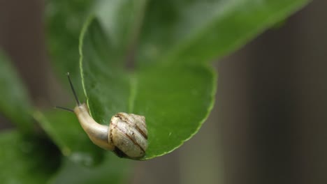 Asiatische-Landschnecke-Schaut-Sich-Um-Und-Gleitet-Am-Rand-Des-Lindenblattes-Entlang