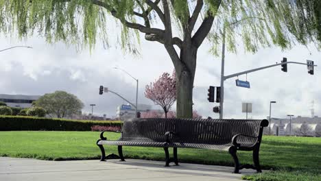 windy day in the park and a bench by a tree