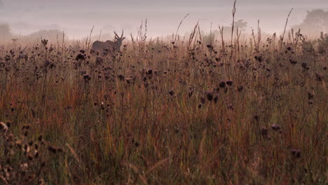 Durch-Taubedecktes-Hohes-Gras-Grast-Eine-Elenantilopenantilope-An-Einem-Nebligen-Morgen