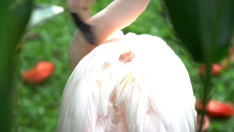 beautiful-pink-greater-flamingo-cleaning-it-self