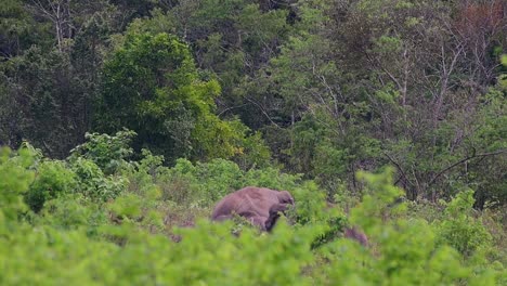 Los-Elefantes-Asiáticos-Son-Especies-En-Peligro-De-Extinción-Y-También-Son-Residentes-De-Tailandia