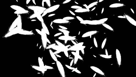 plumas blancas partículas en vuelo gráficos de movimiento