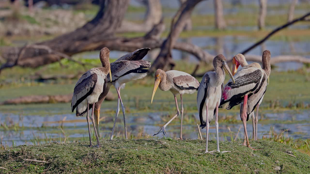 Flock of juvenile painted storks standing near the marsh and searching food in keoladeo bird sanctuary, India, ecosystem.