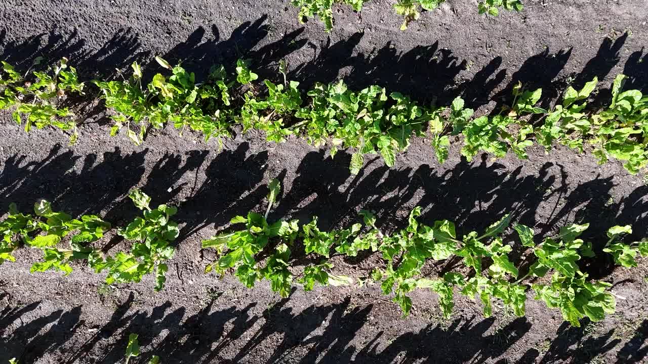 vista aérea de una granja ecológica que cultiva verduras