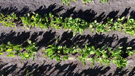 aerial view of an organic farm, growing vegetables