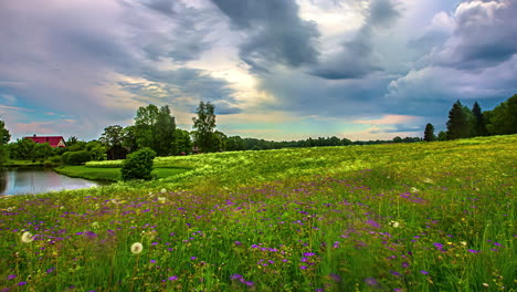 wild flowers blooming in green meadow with moving cloudscape above, fusion time lapse